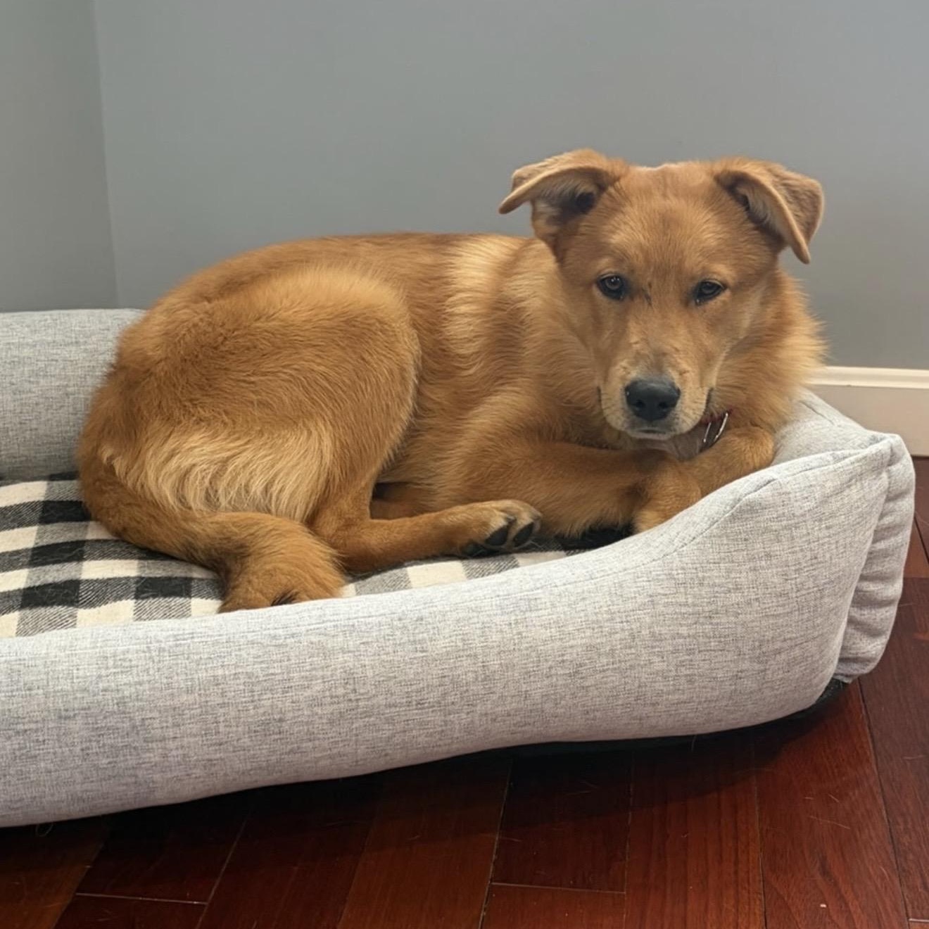 Enlarge Milk Dud , a ADOPTABLE mixed breed in Pelham, NH image 6/6