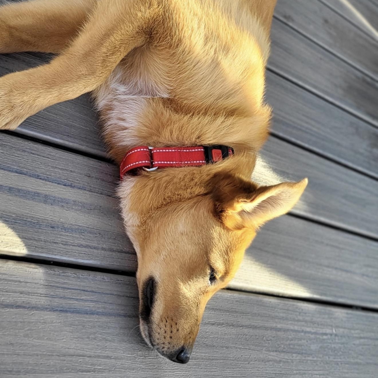 Enlarge Milk Dud , a ADOPTABLE mixed breed in Pelham, NH image 4/6