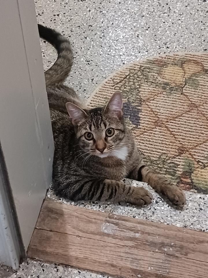 Enlarge Liam, a Adoptable Tabby in Kinnelon, NJ image 2/6