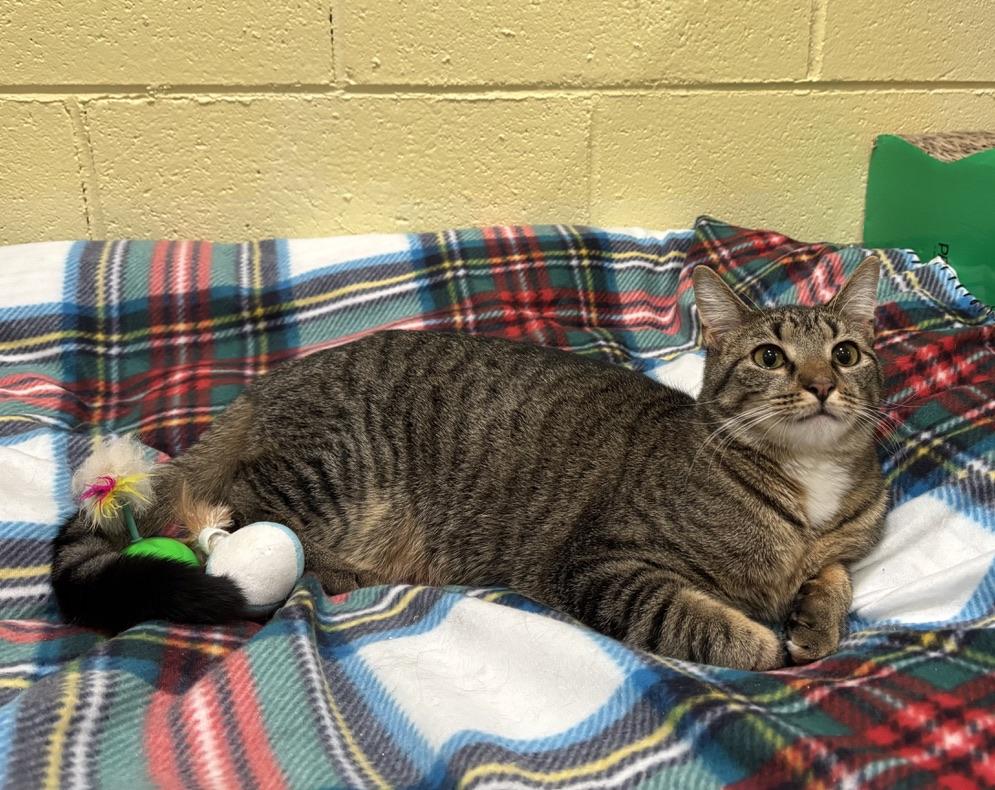 Enlarge Liam, a Adoptable Tabby in Kinnelon, NJ image 5/6