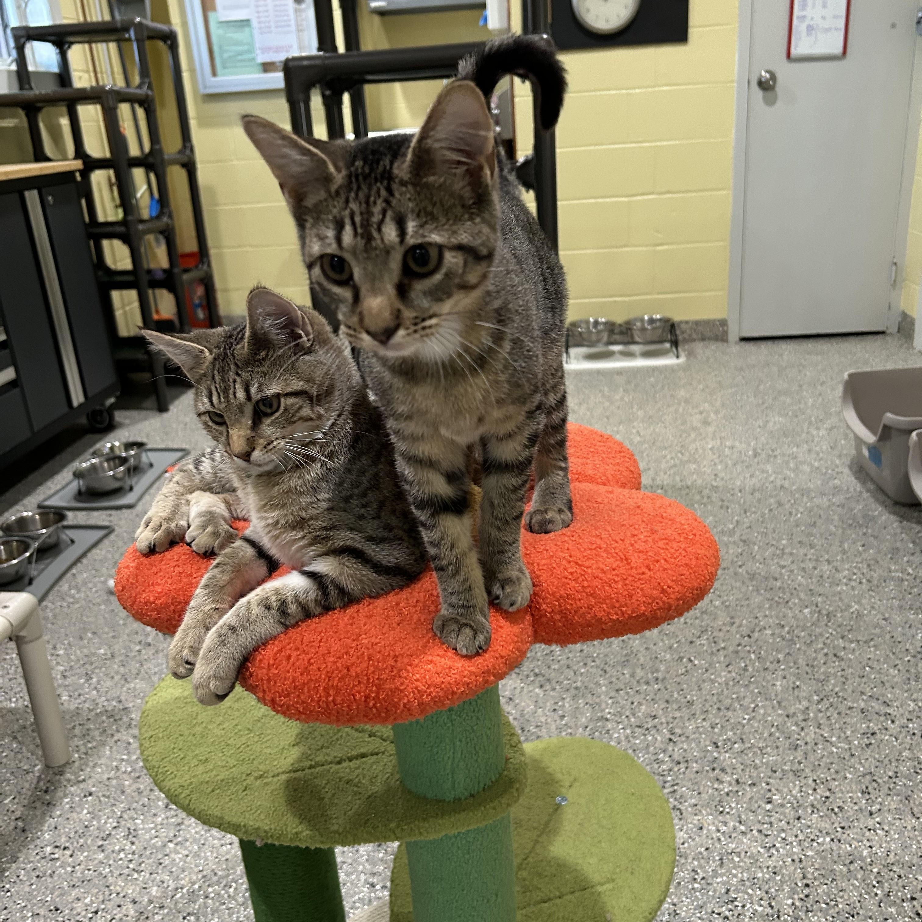 Enlarge Liam, a Adoptable Tabby in Kinnelon, NJ image 3/5