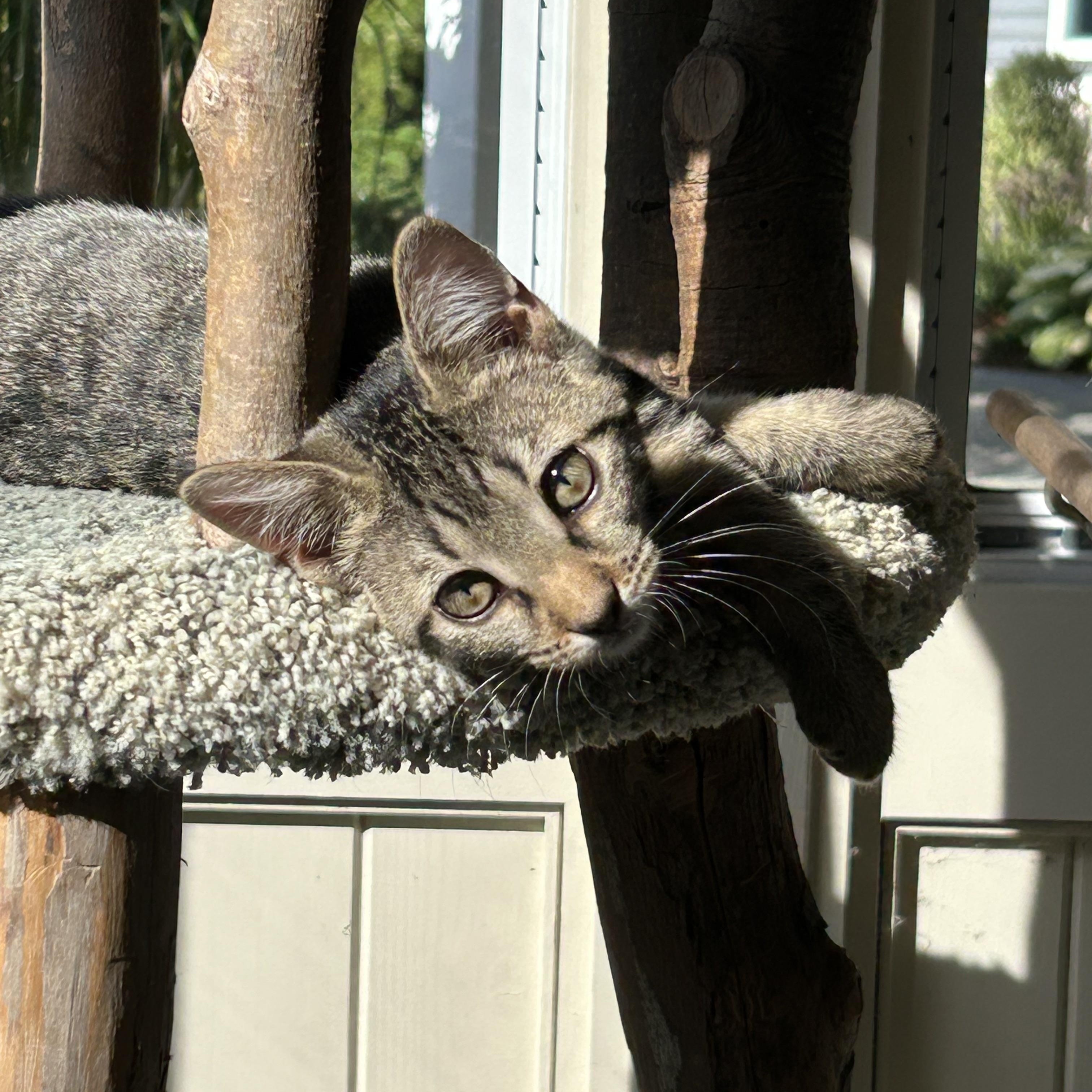 Enlarge Liam, a Adoptable Tabby in Kinnelon, NJ image 4/5