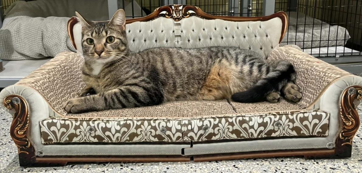 Enlarge Liam, a Adoptable Tabby in Kinnelon, NJ image 1/5