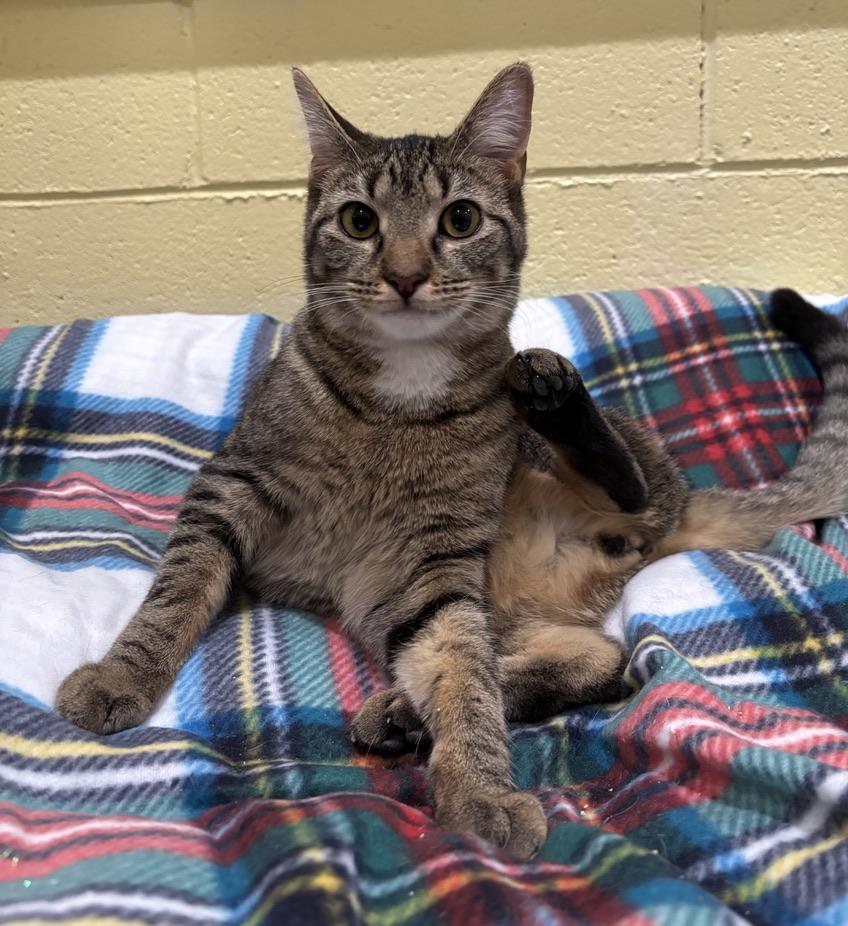 Enlarge Liam, a Adoptable Tabby in Kinnelon, NJ image 6/6