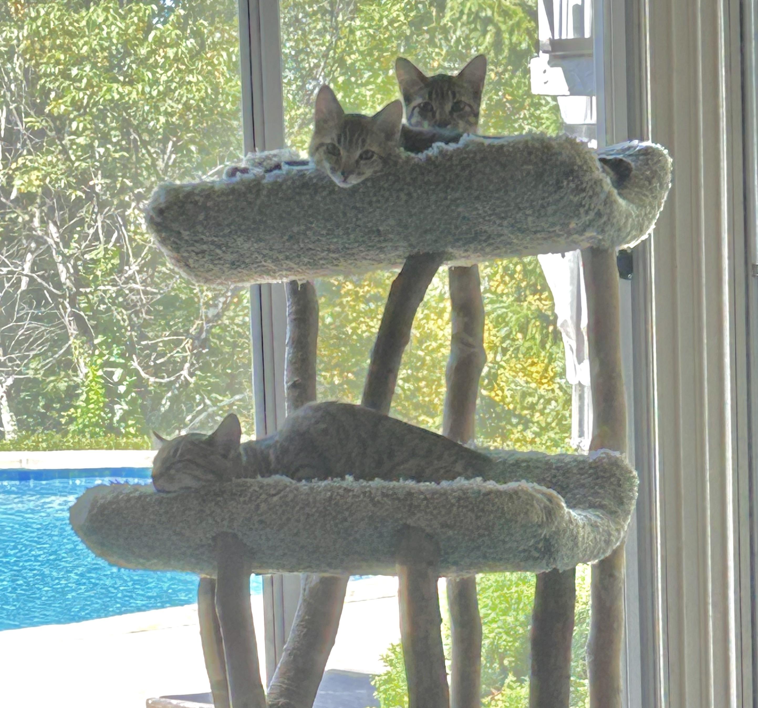 Enlarge Liam, a Adoptable Tabby in Kinnelon, NJ image 5/5