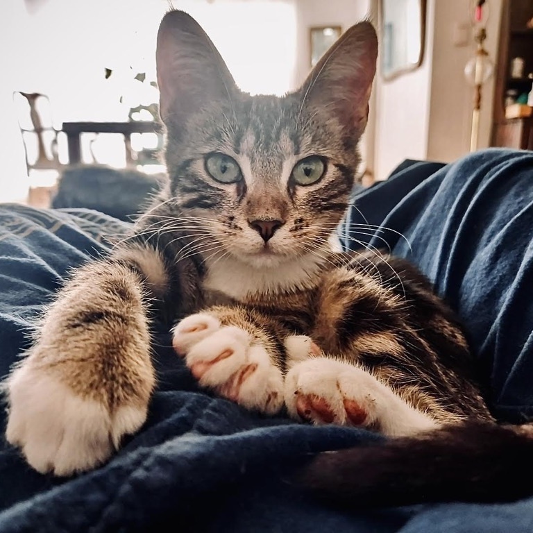 MJ, Adopted, Young Female Tabby & Domestic Short Hair.