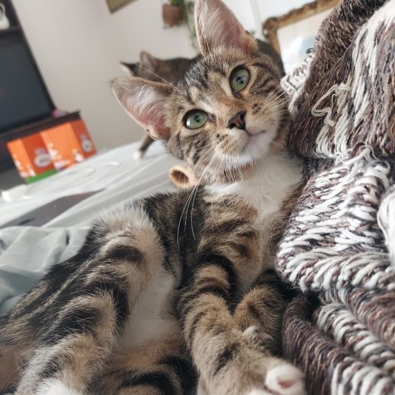 Enlarge MJ, a Adopted mixed breed in BEVERLY HILLS, CA image 4/4