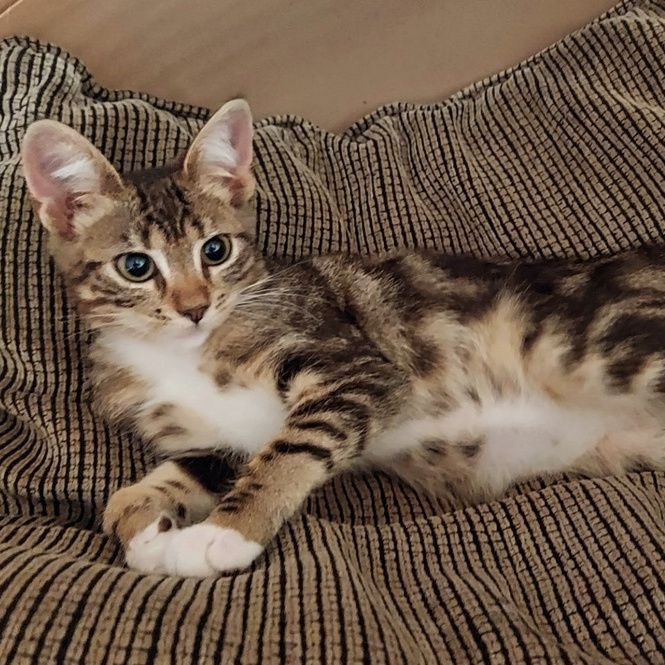 Enlarge MJ, a Adopted mixed breed in BEVERLY HILLS, CA image 2/4