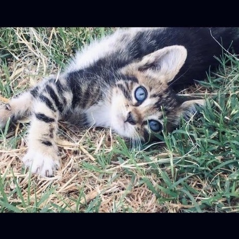 Enlarge MJ, a Adopted mixed breed in BEVERLY HILLS, CA image 3/4