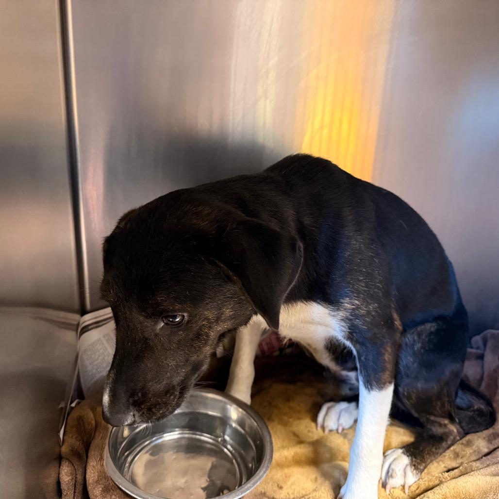 Boots, a Adoptable mixed breed in Tupelo, MS image 2/2