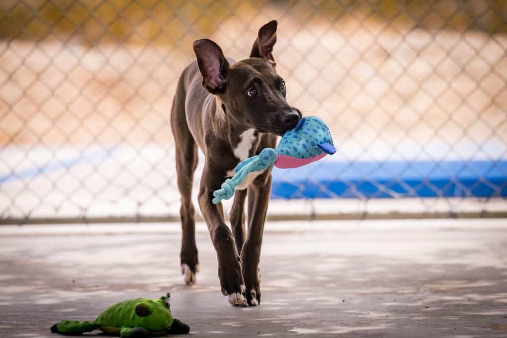 Merle, Adoptable, Puppy Male Shepherd & Belgian Shepherd / Malinois.