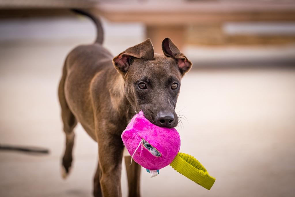 Merle, a Adoptable mixed breed in Twentynine Palms, CA image 2/5