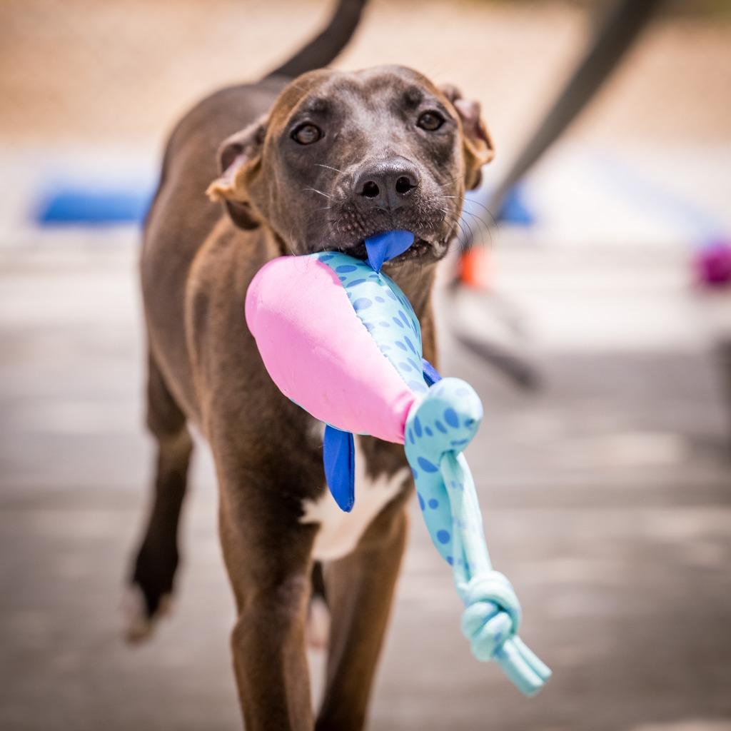Merle, a Adoptable mixed breed in Twentynine Palms, CA image 3/5