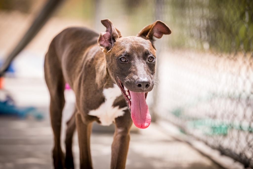 Merle, a Adoptable mixed breed in Twentynine Palms, CA image 4/5