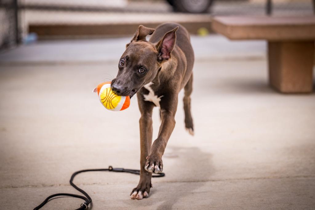 Merle, a Adoptable mixed breed in Twentynine Palms, CA image 5/5