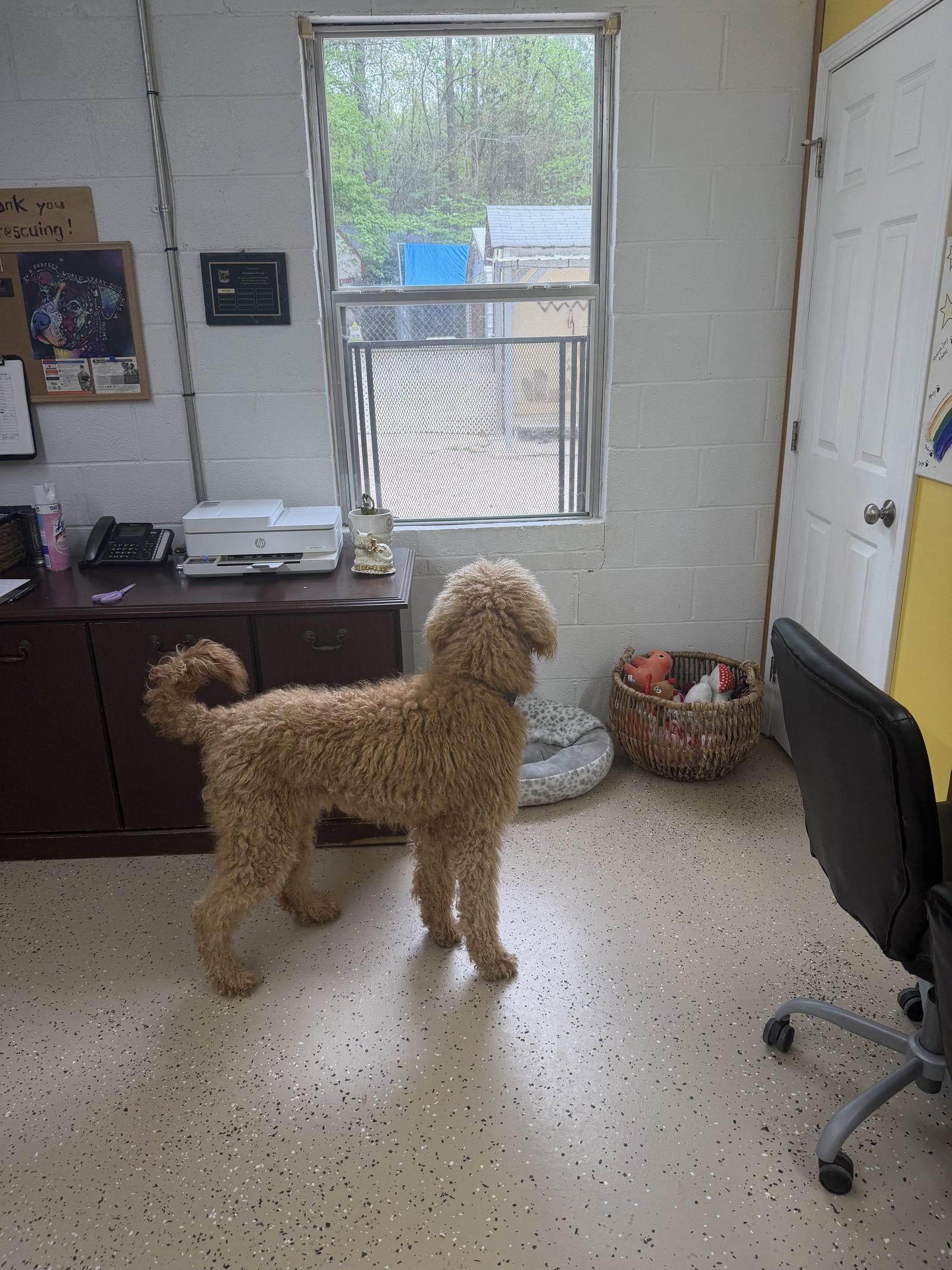 Saint, Adoptable, Adult Male Standard Poodle & Labrador Retriever.