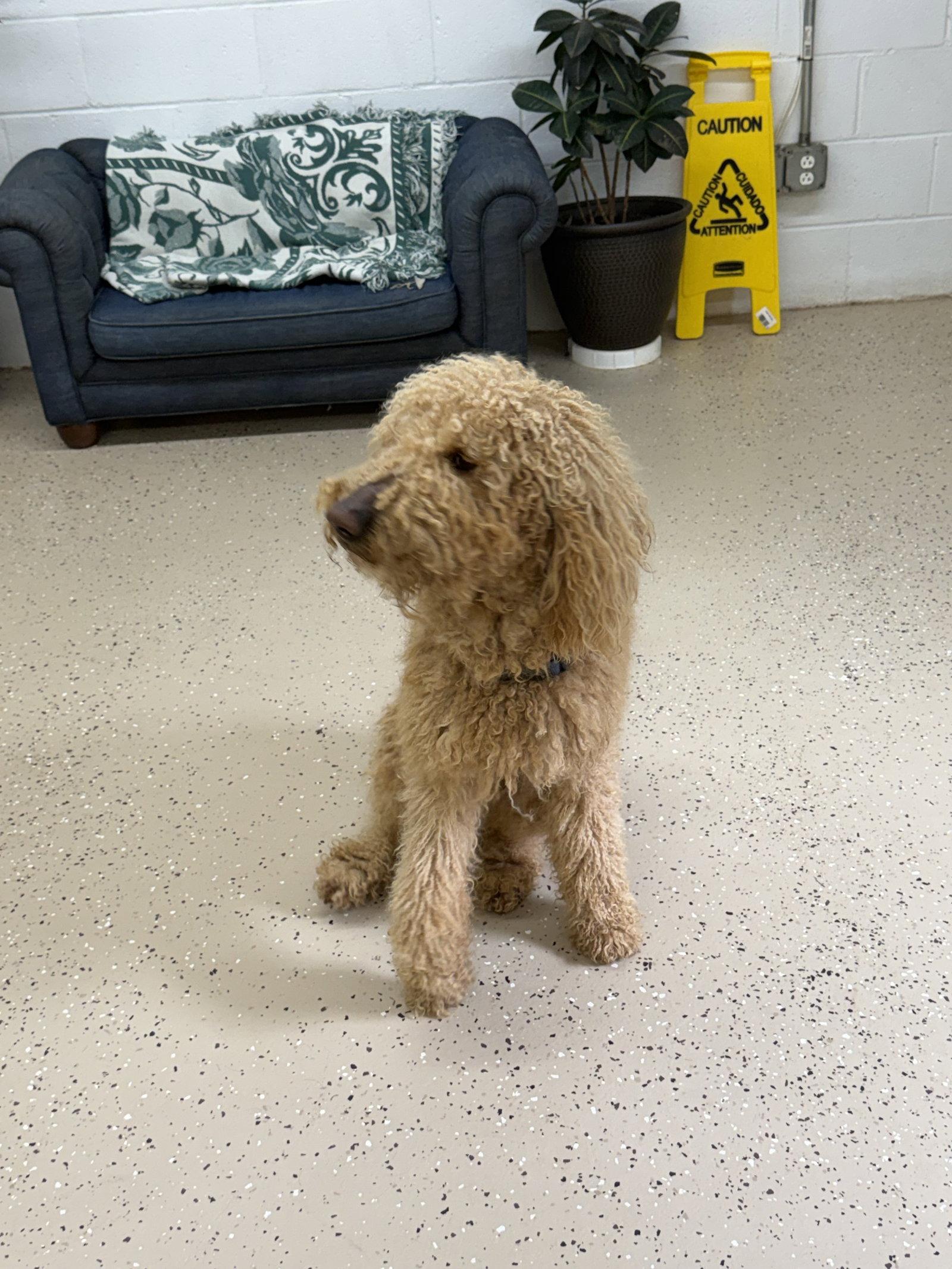 Enlarge Saint, a Adoptable mixed breed in York, SC image 2/3