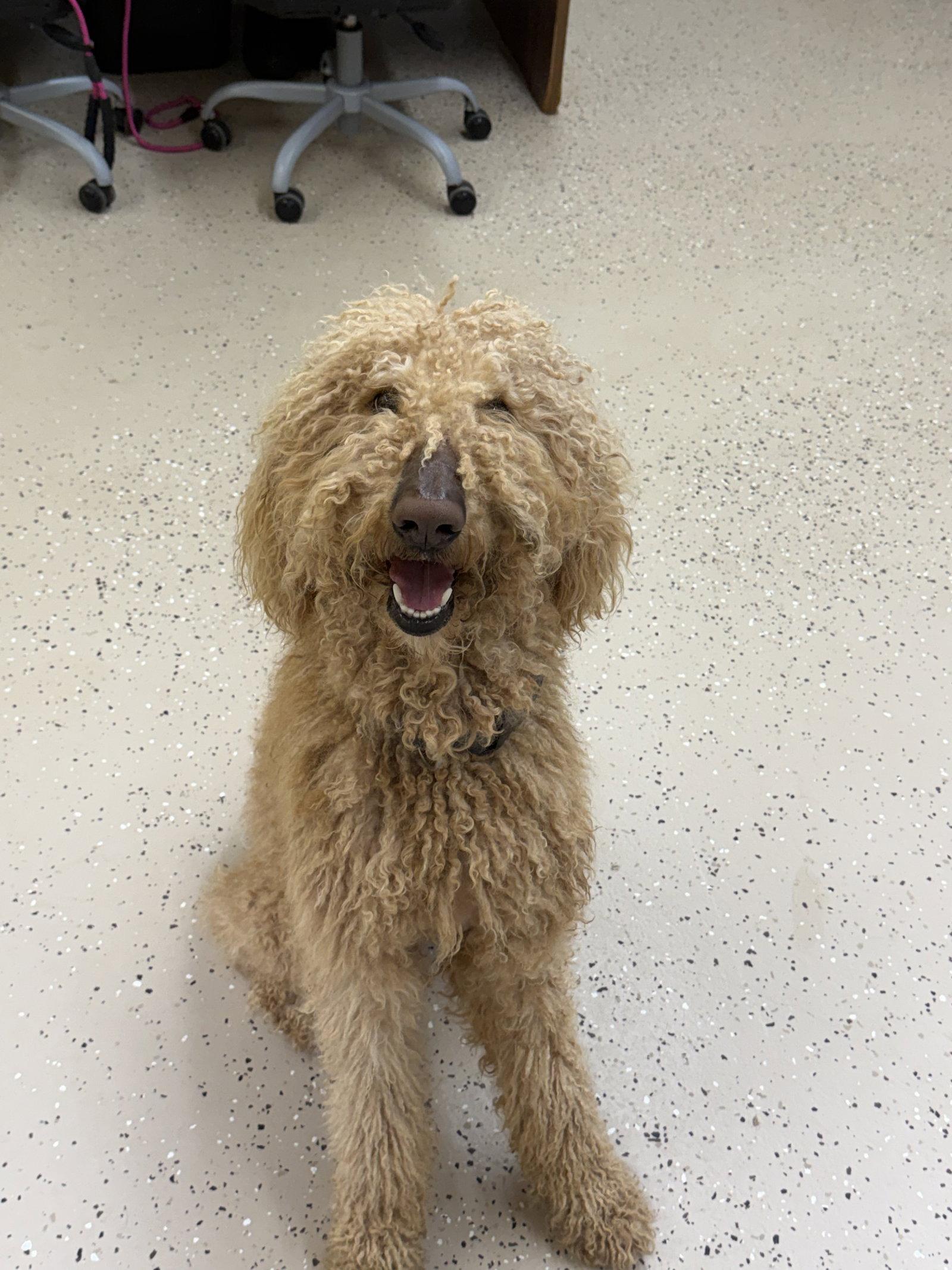 Enlarge Saint, a Adoptable mixed breed in York, SC image 3/3