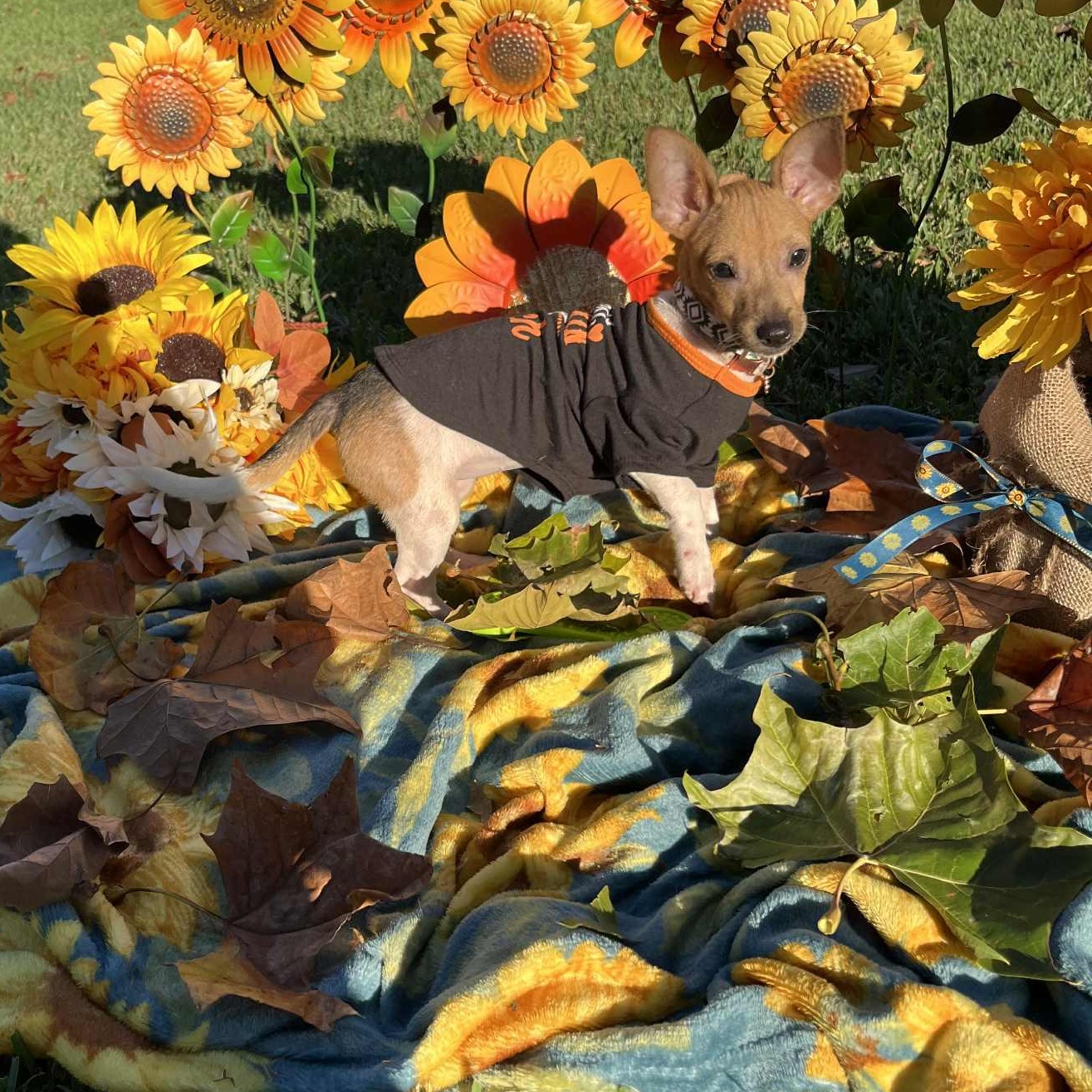 Enlarge Dottie, a Adopted mixed breed in Portage, WI image 4/5