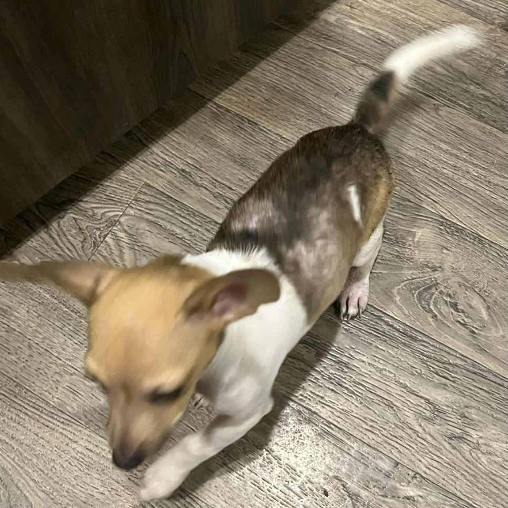 Enlarge Dottie, a Adopted mixed breed in Portage, WI image 3/5