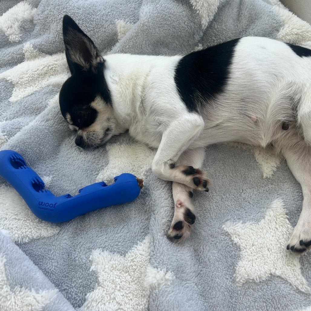 Lily, Adoptable, Adult Female Chihuahua.