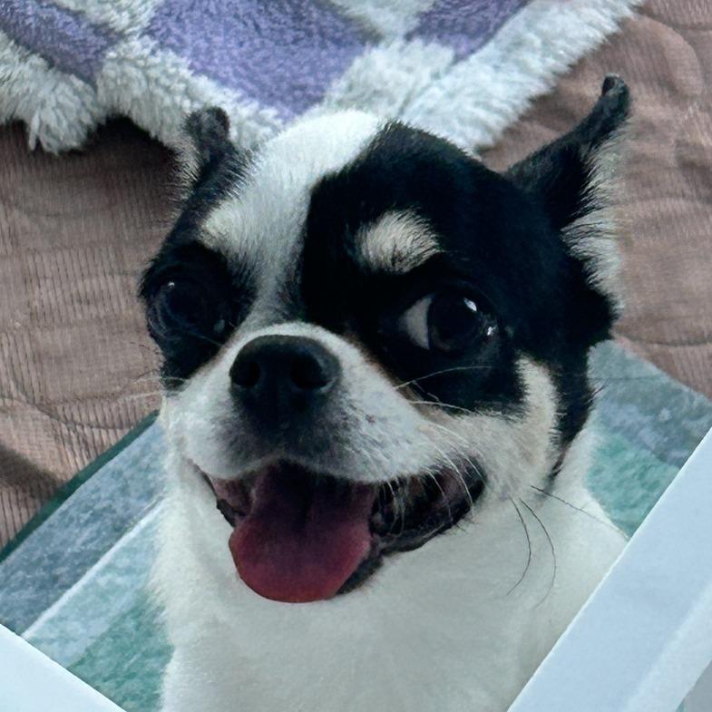 Enlarge Lily, a Adoptable Chihuahua in Westhampton, NY image 2/4