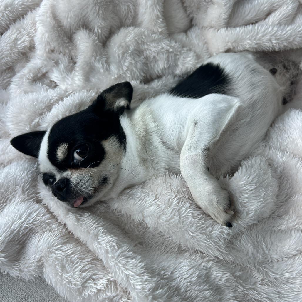 Enlarge Lily, a Adoptable Chihuahua in Westhampton, NY image 3/4