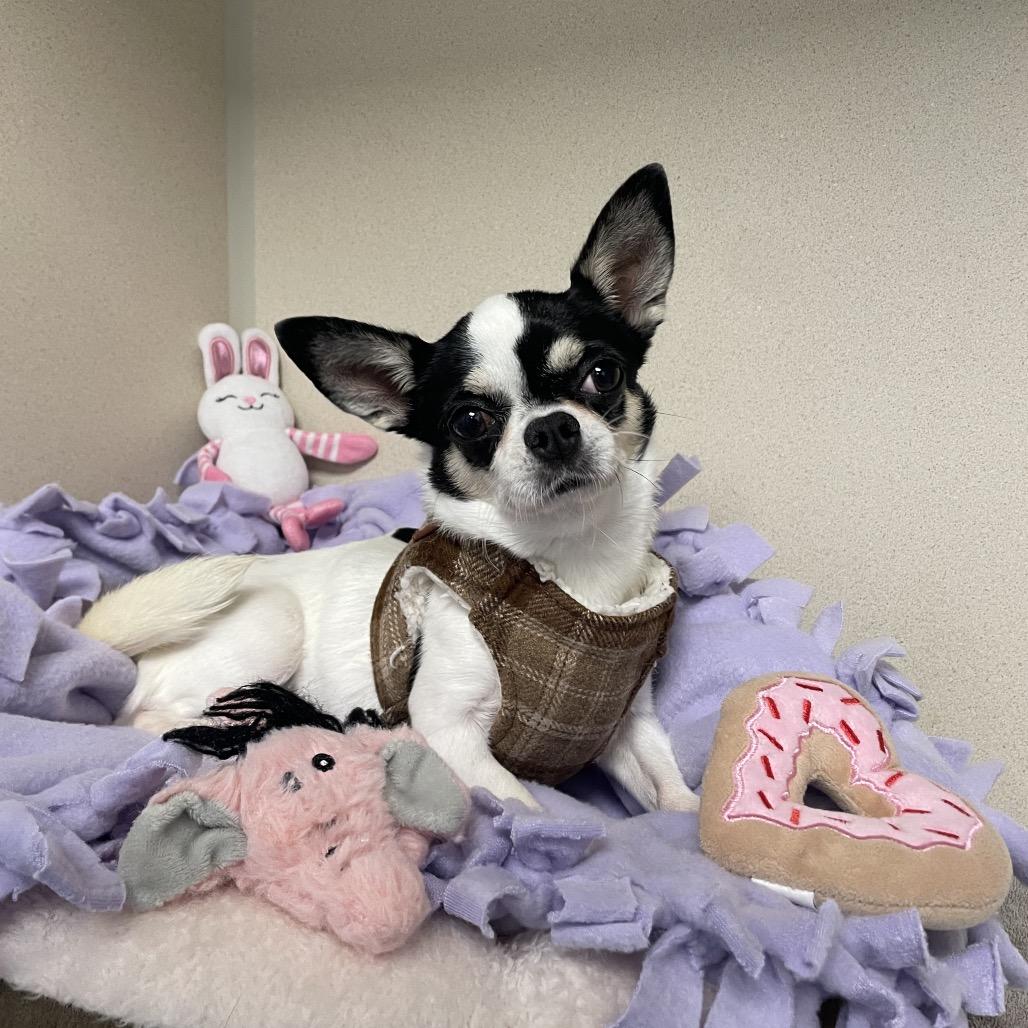 Enlarge Lily, a Adoptable Chihuahua in Westhampton, NY image 4/4