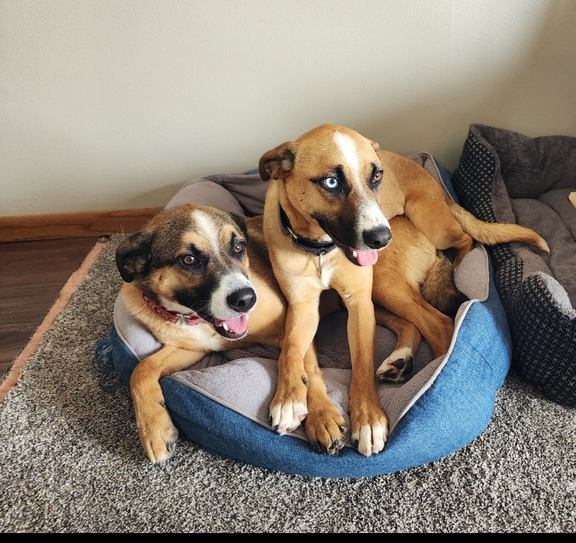 Ramsey "Ram Ram", a Adopted German Shepherd Dog in Sioux Falls , SD image 3/4