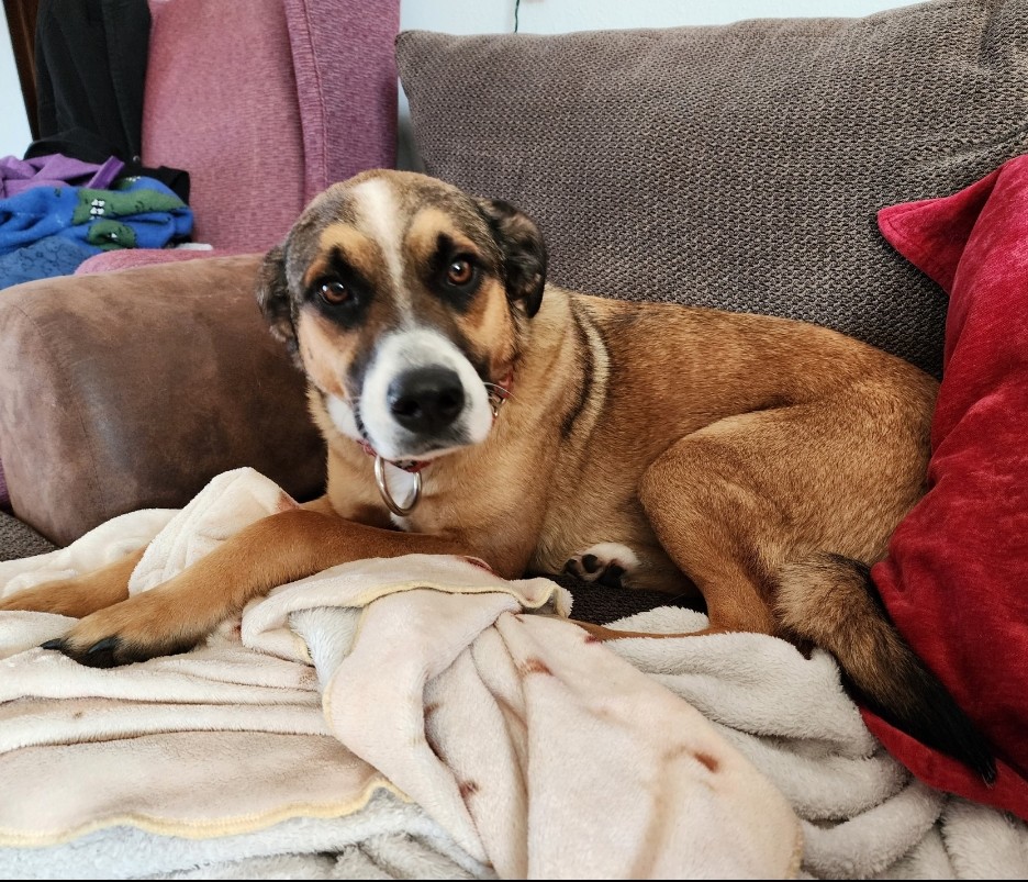 Ramsey "Ram Ram", Adopted, Young Male German Shepherd Dog.