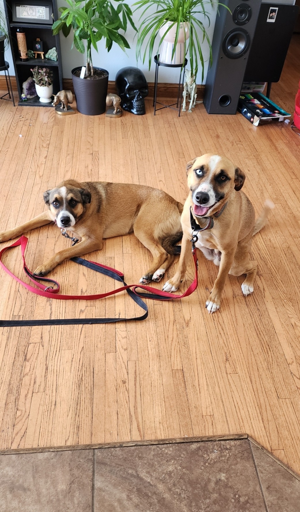 Ramsey "Ram Ram", a Adopted German Shepherd Dog in Sioux Falls , SD image 4/4