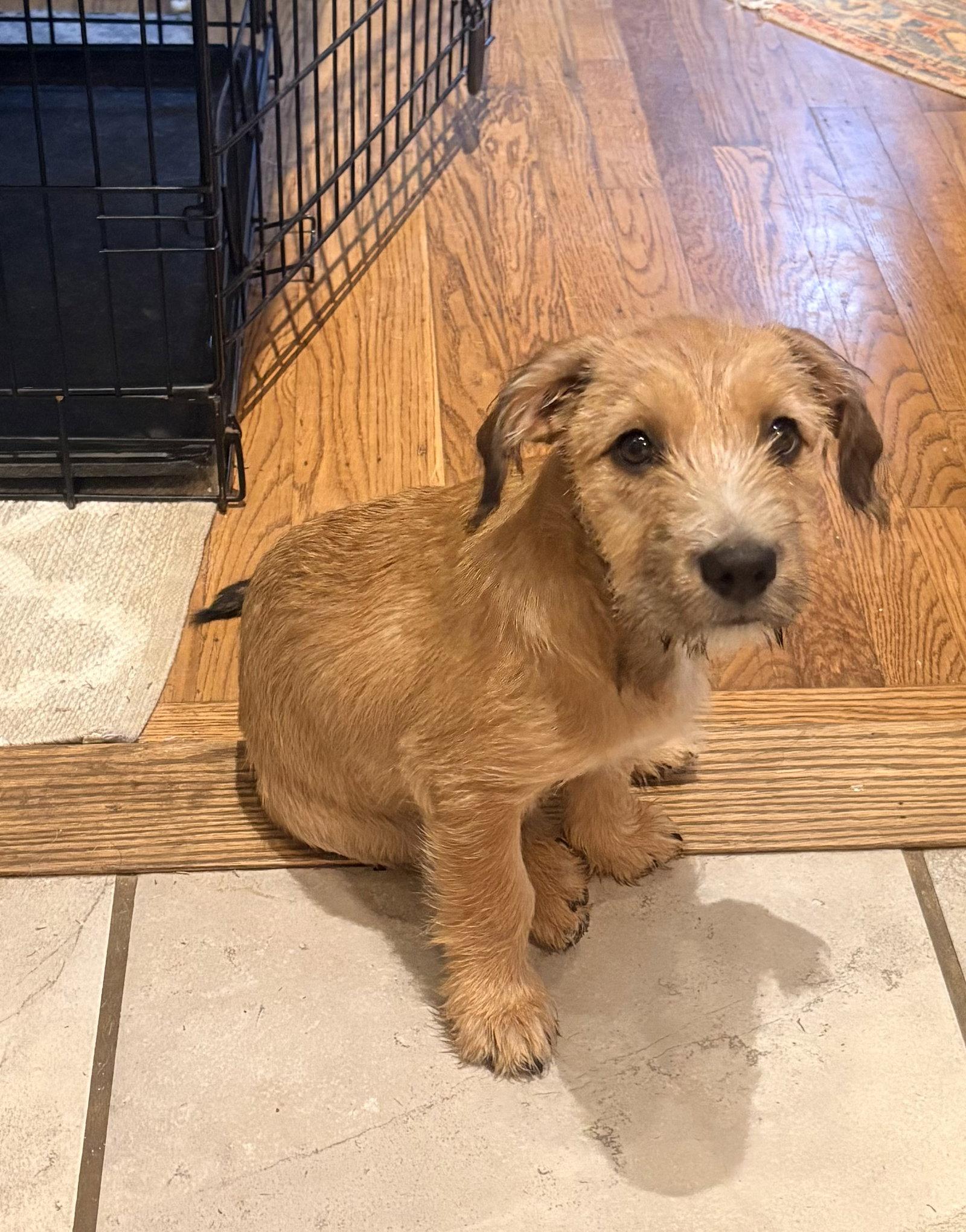 Enlarge Skylar, a Adopted mixed breed in Spring City, PA image 1/1