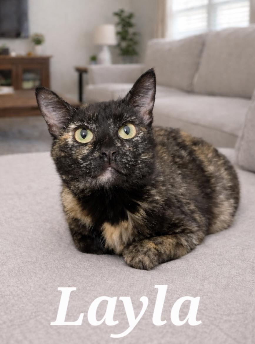 Layla, ADOPTABLE, Young Female Tortoiseshell.