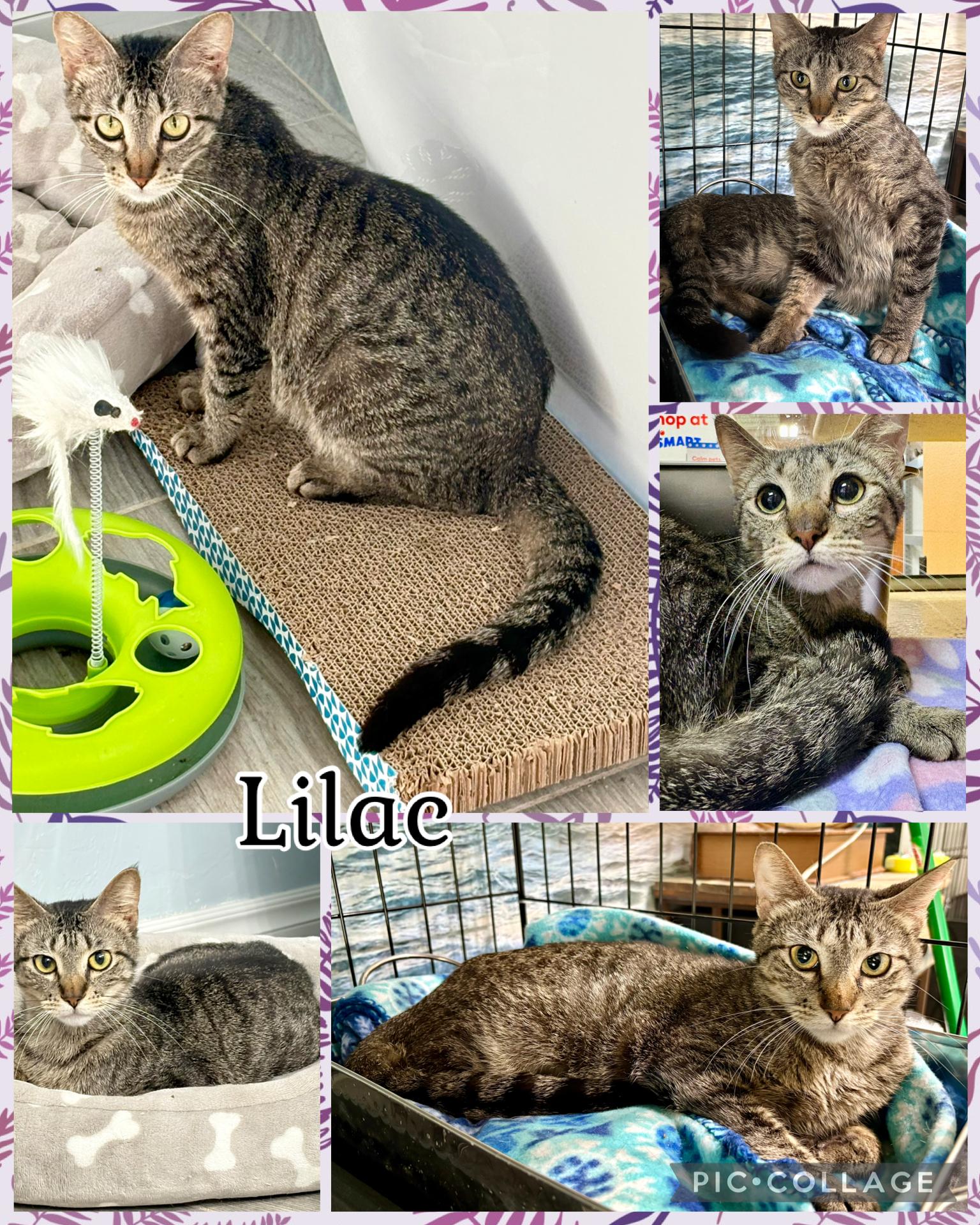 LILAC, adopted, Young Female Tabby.