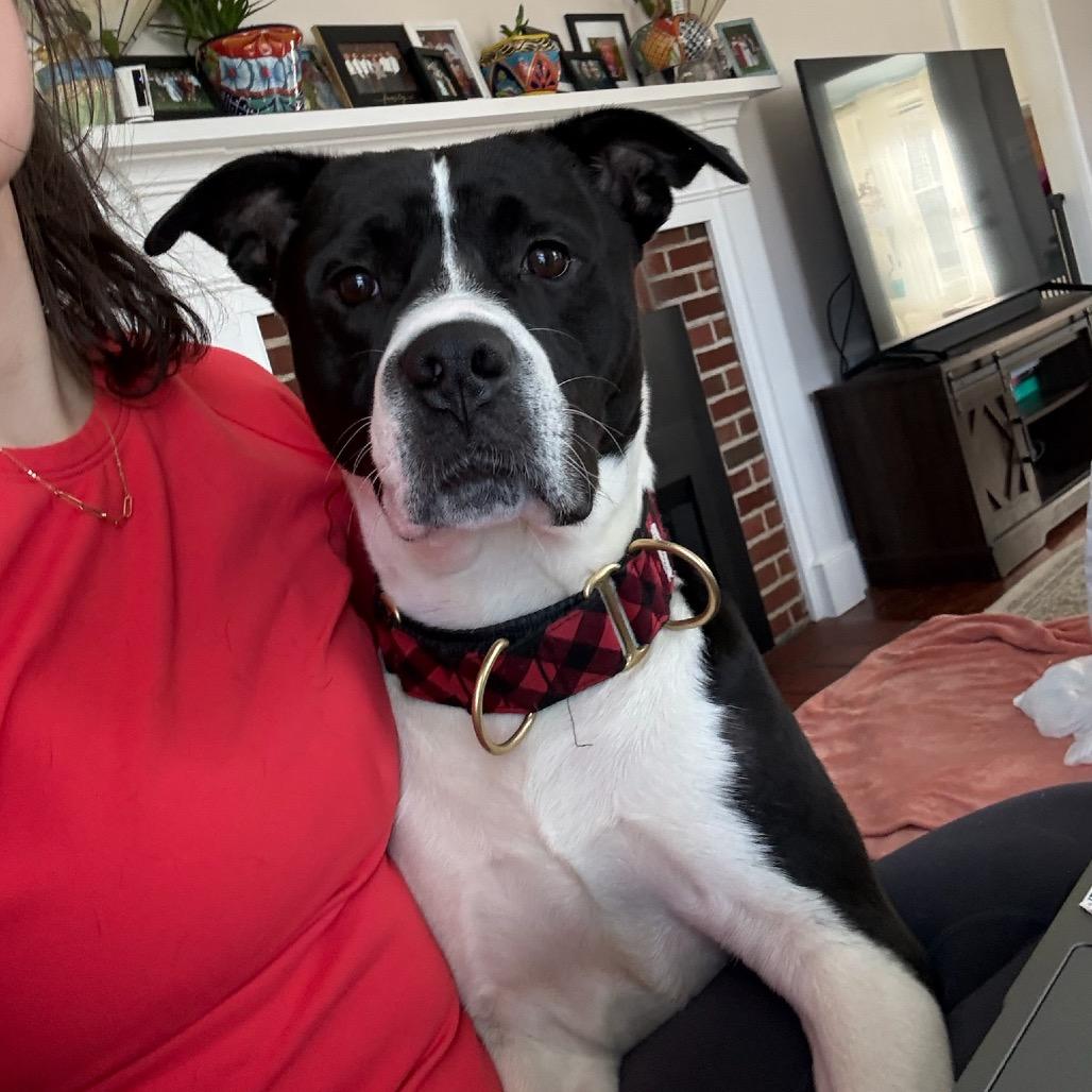 Enlarge Luke, a Adoptable mixed breed in Hopkinton, MA image 1/6