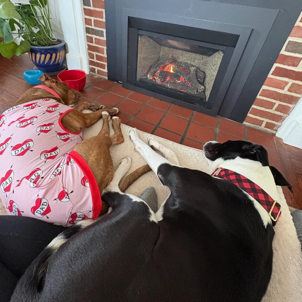 Enlarge Luke, a Adoptable mixed breed in Hopkinton, MA image 2/6