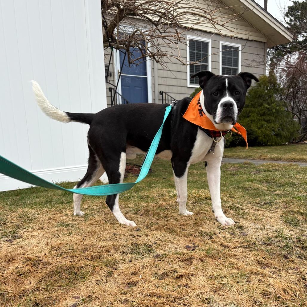 Enlarge Luke, a Adoptable mixed breed in Hopkinton, MA image 3/6