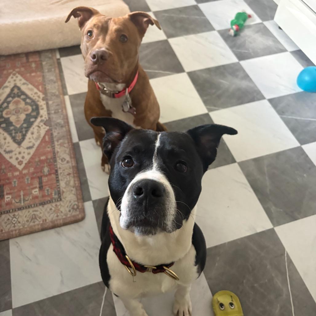 Enlarge Luke, a Adoptable mixed breed in Hopkinton, MA image 4/6