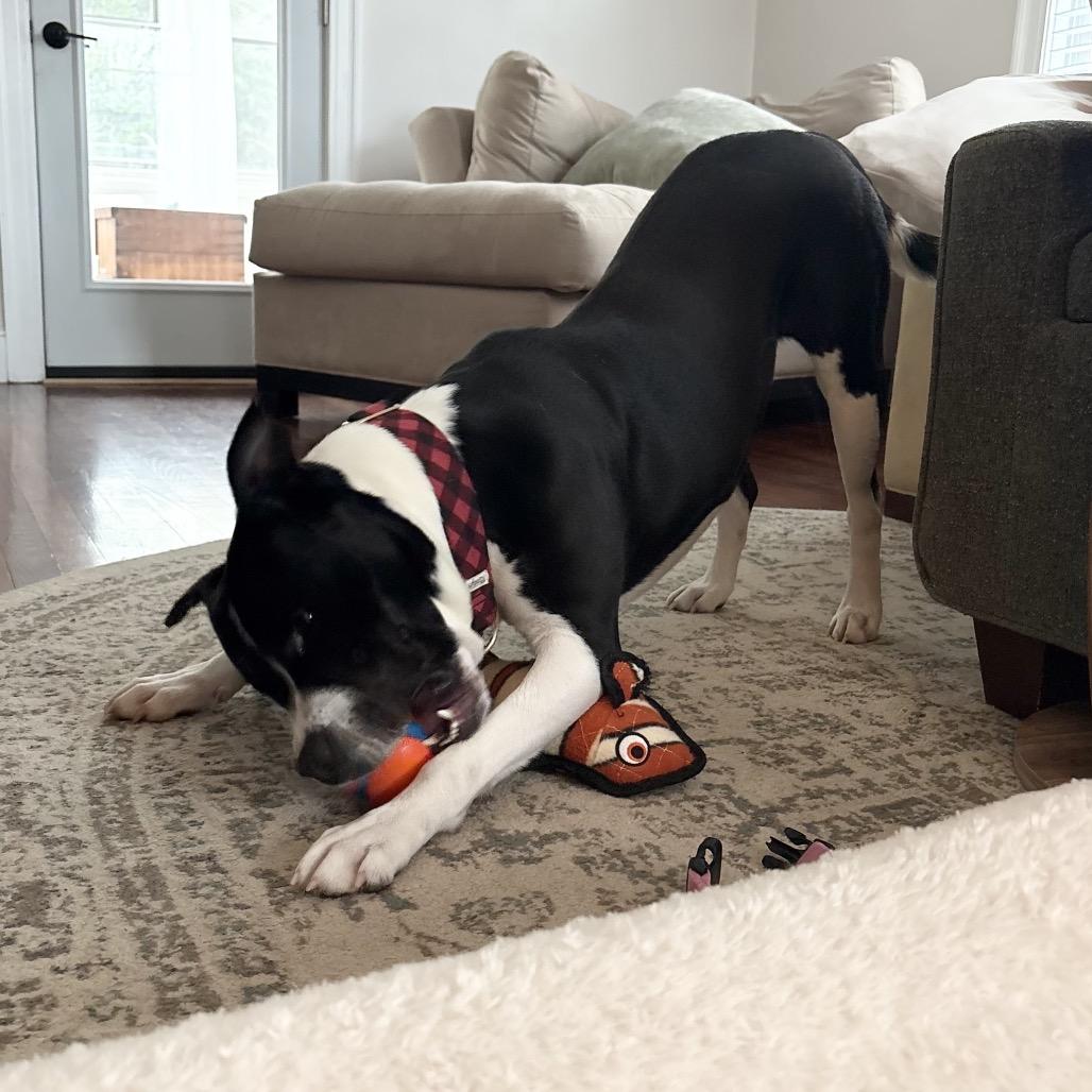 Enlarge Luke, a Adoptable mixed breed in Hopkinton, MA image 5/6