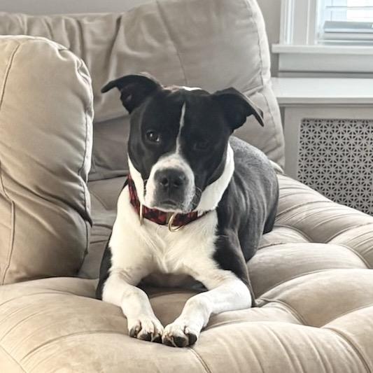 Enlarge Luke, a Adoptable mixed breed in Hopkinton, MA image 6/6