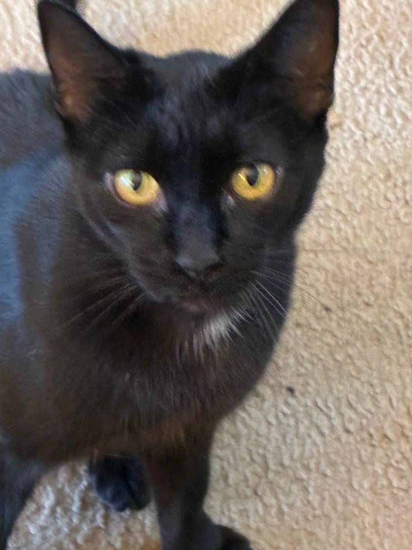 Pepper, Adoptable, Adult Female Domestic Short Hair.