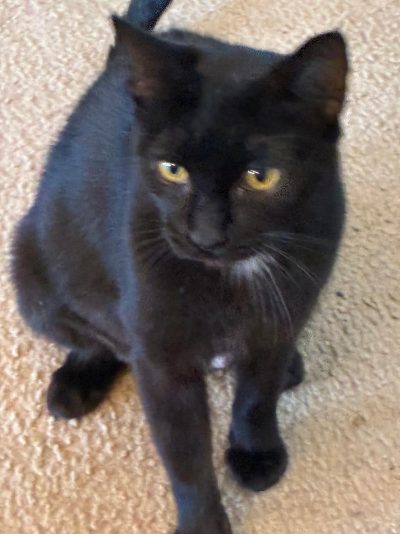 Enlarge Pepper, a Adoptable mixed breed in Pasco, WA image 3/3