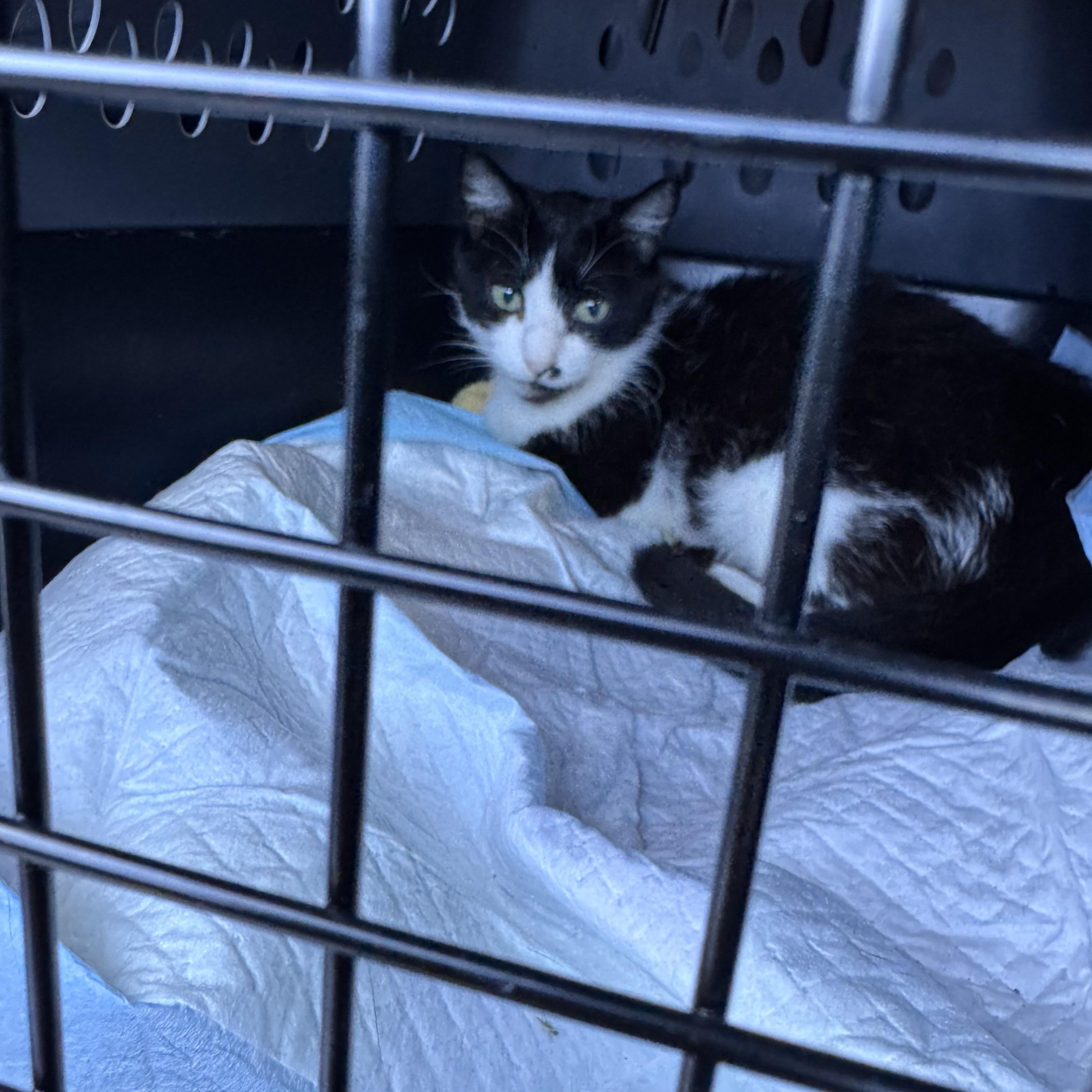 Ivy, ADOPTABLE, Young Female Domestic Short Hair.