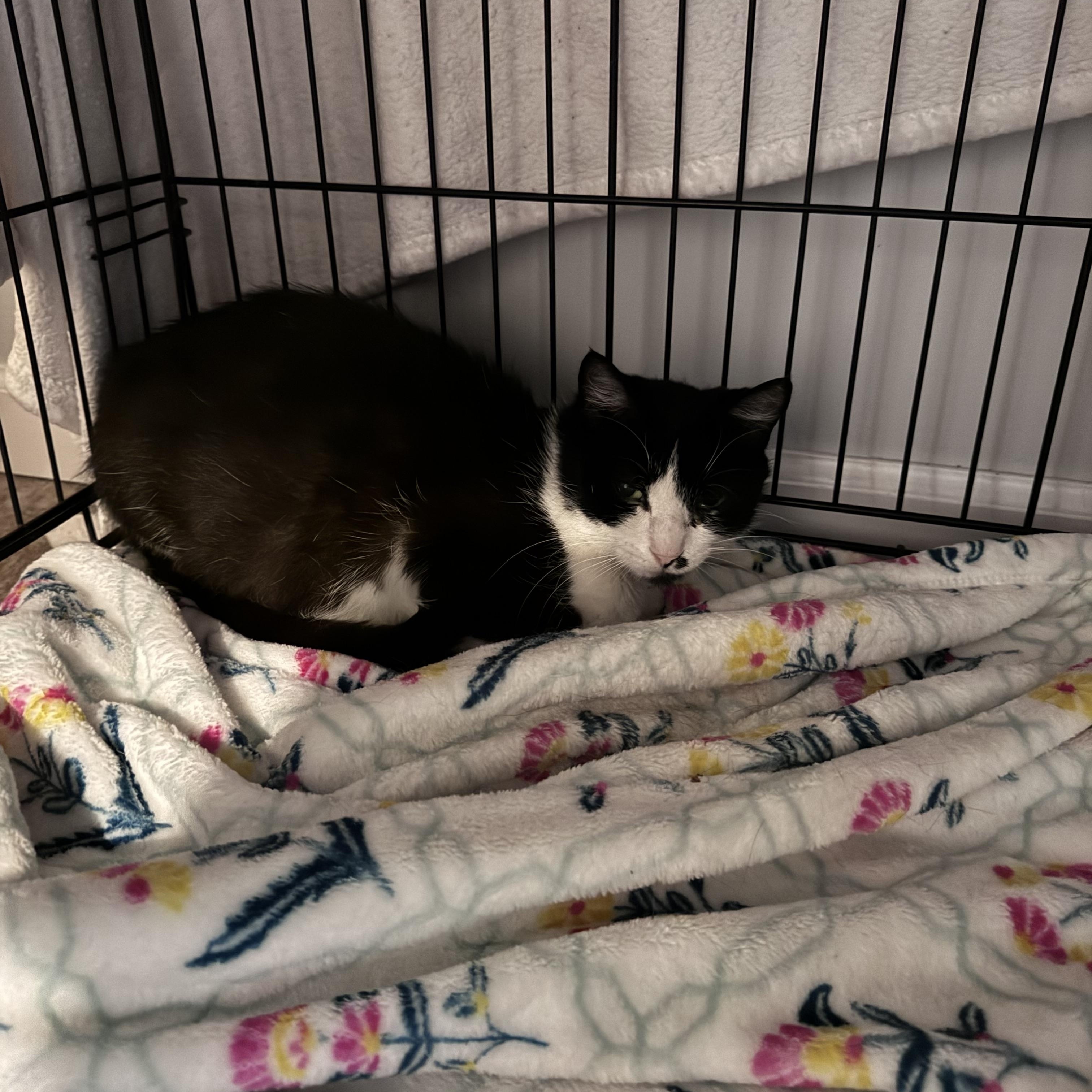 Ivy, a ADOPTABLE Domestic Short Hair in brooklyn, NY image 2/2