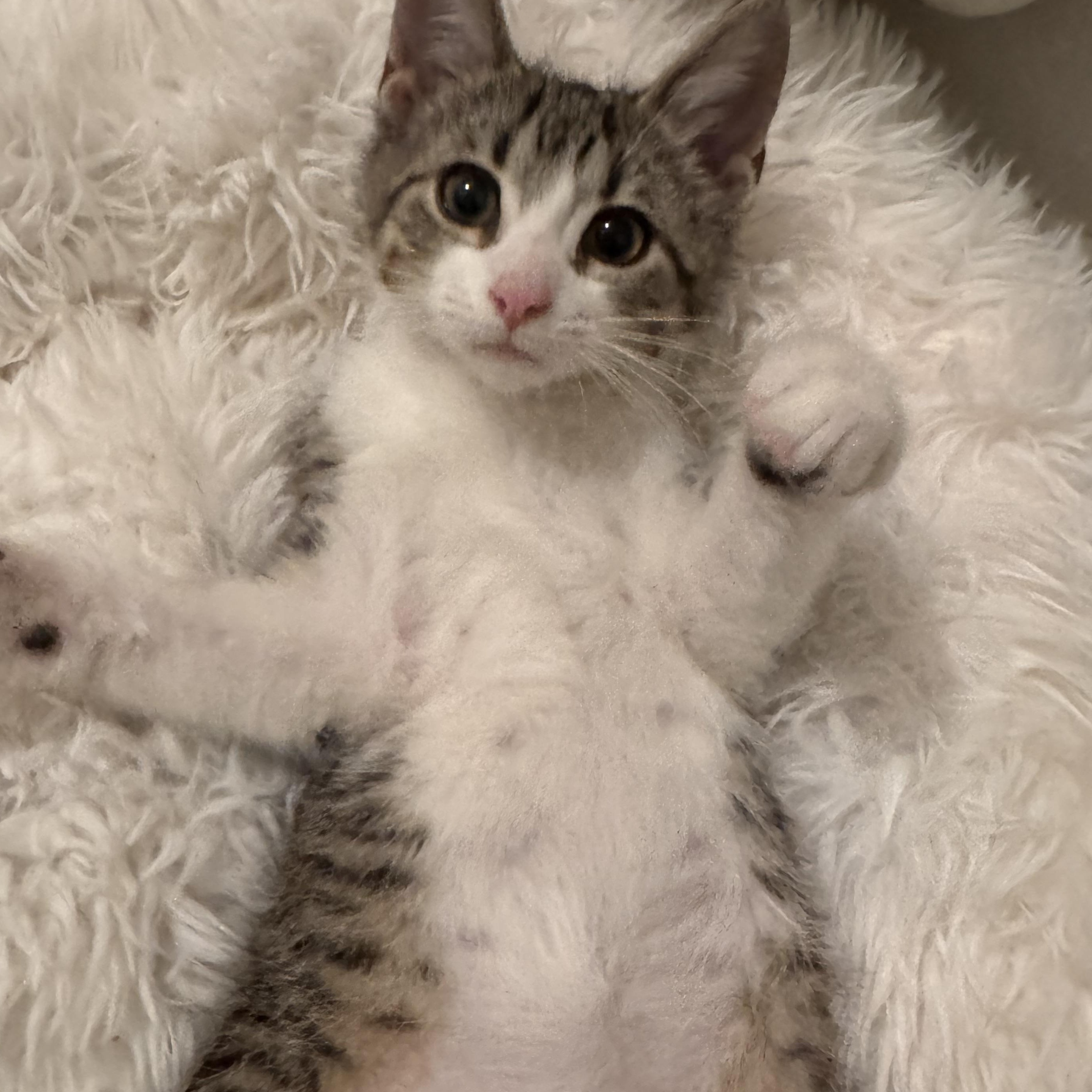 Enlarge Reggie  loving lap baby, a Adoptable Tabby in Macomb, MI image 3/4