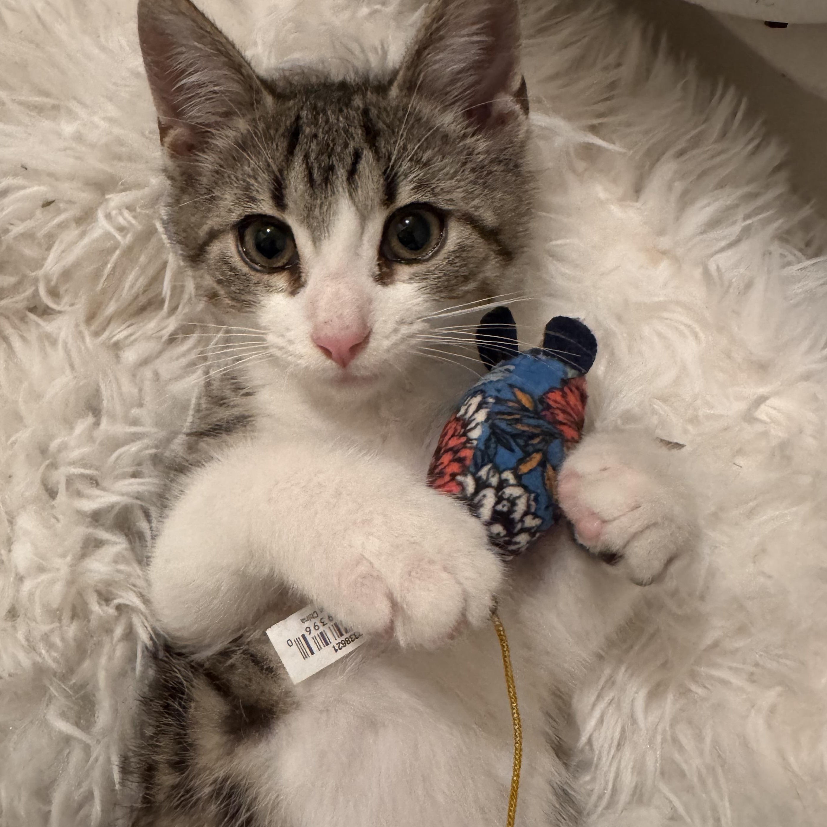 Enlarge Reggie  loving lap baby, a Adoptable Tabby in Macomb, MI image 1/4