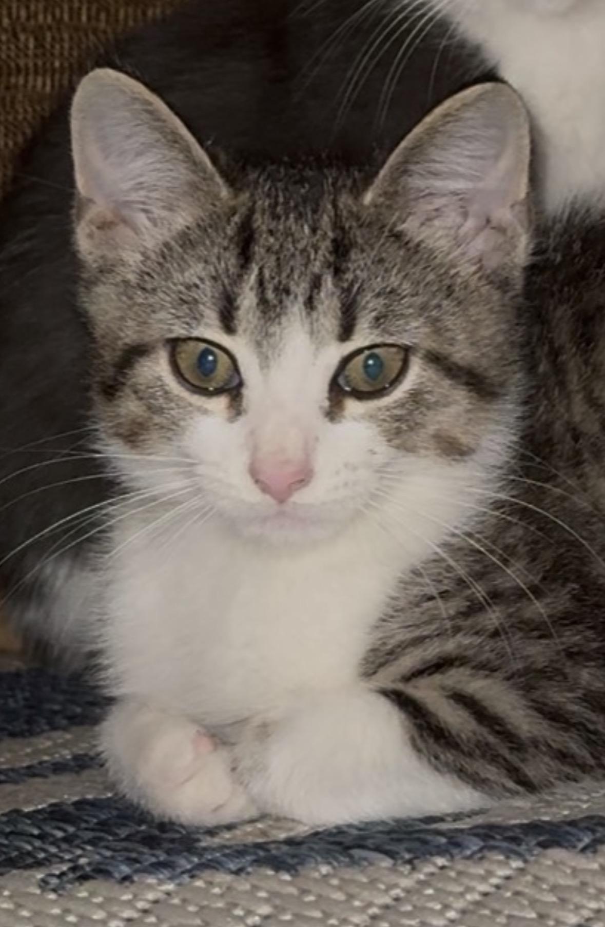 Enlarge Reggie  loving lap baby, a Adoptable Tabby in Macomb, MI image 2/4