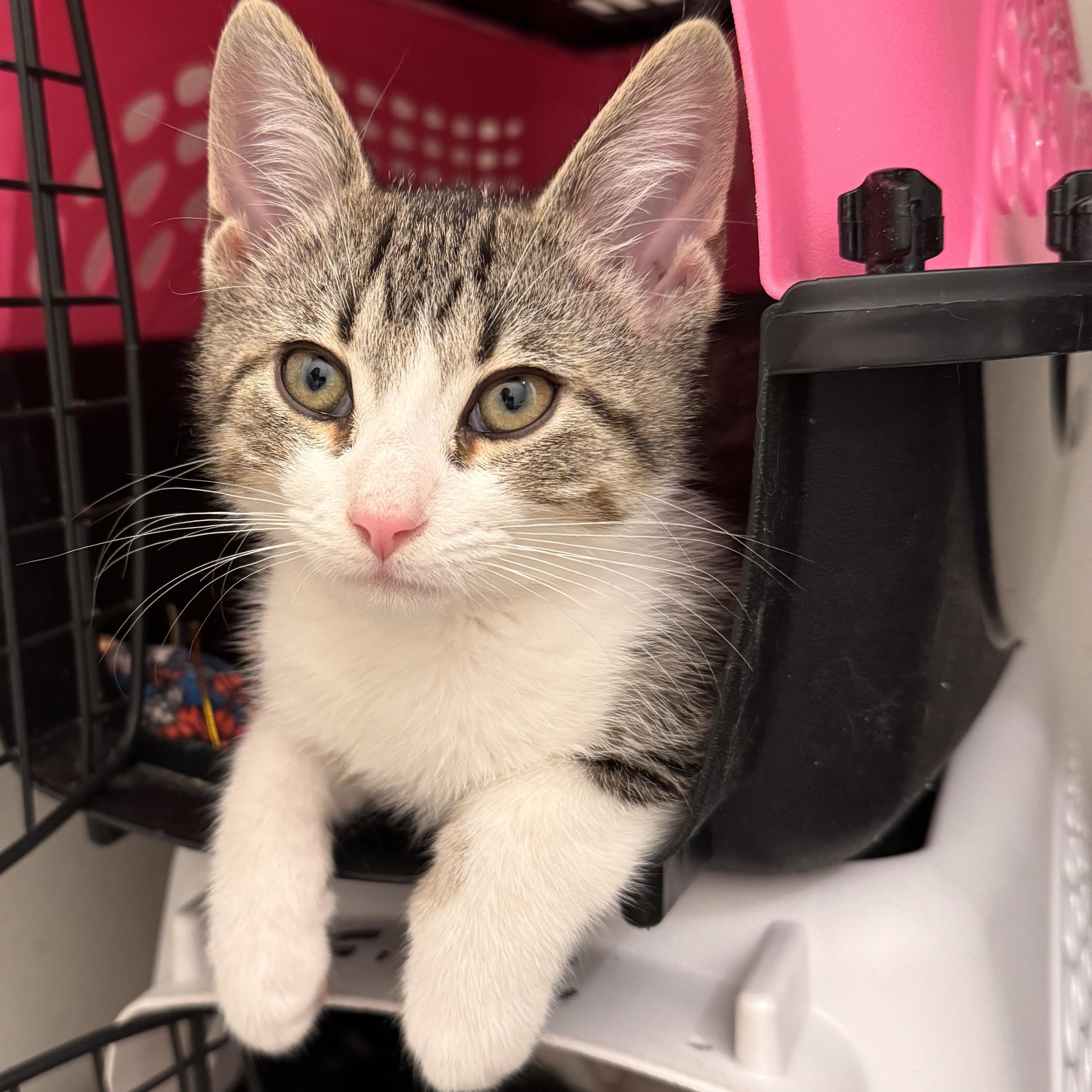 Enlarge Reggie  loving lap baby, a Adoptable Tabby in Macomb, MI image 4/4