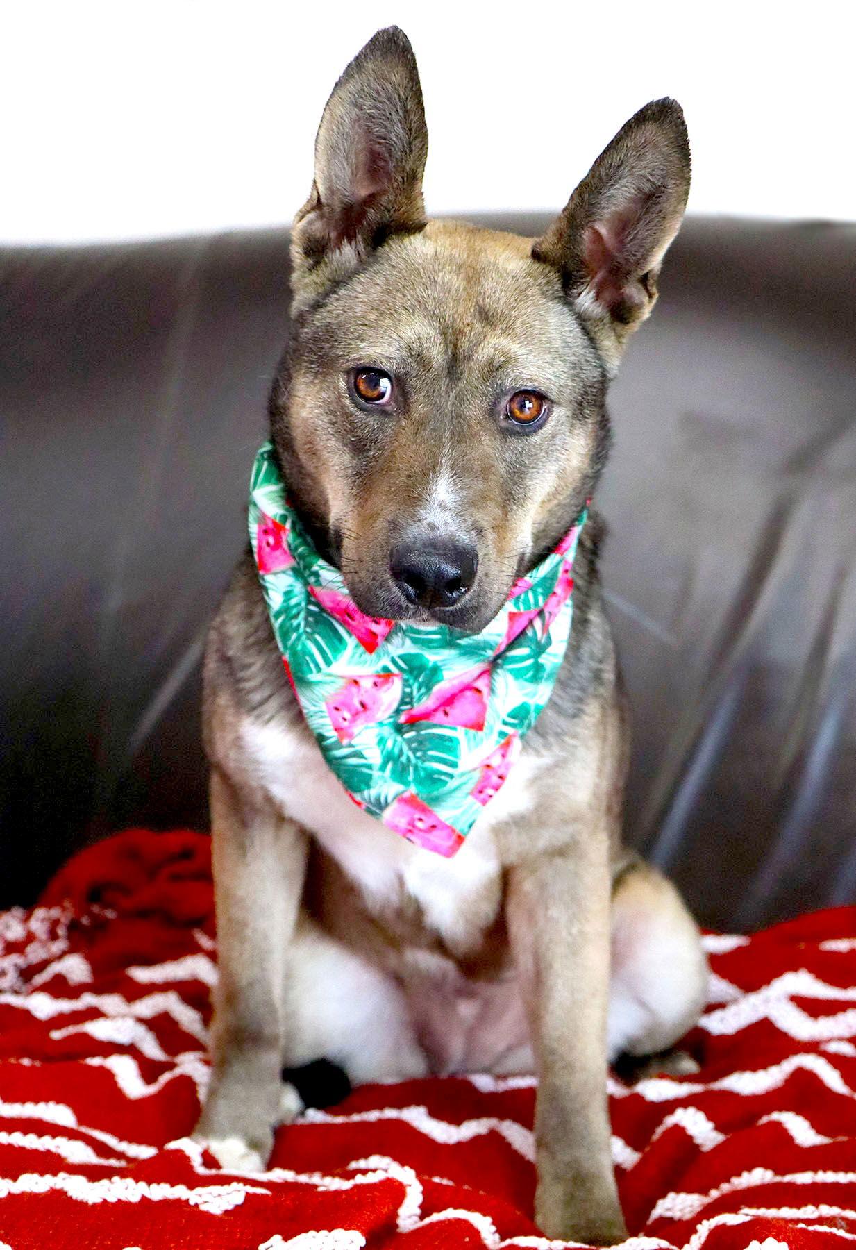 Enlarge Jessica Rabbit, a Adoptable mixed breed in Kansas City, MO image 2/3