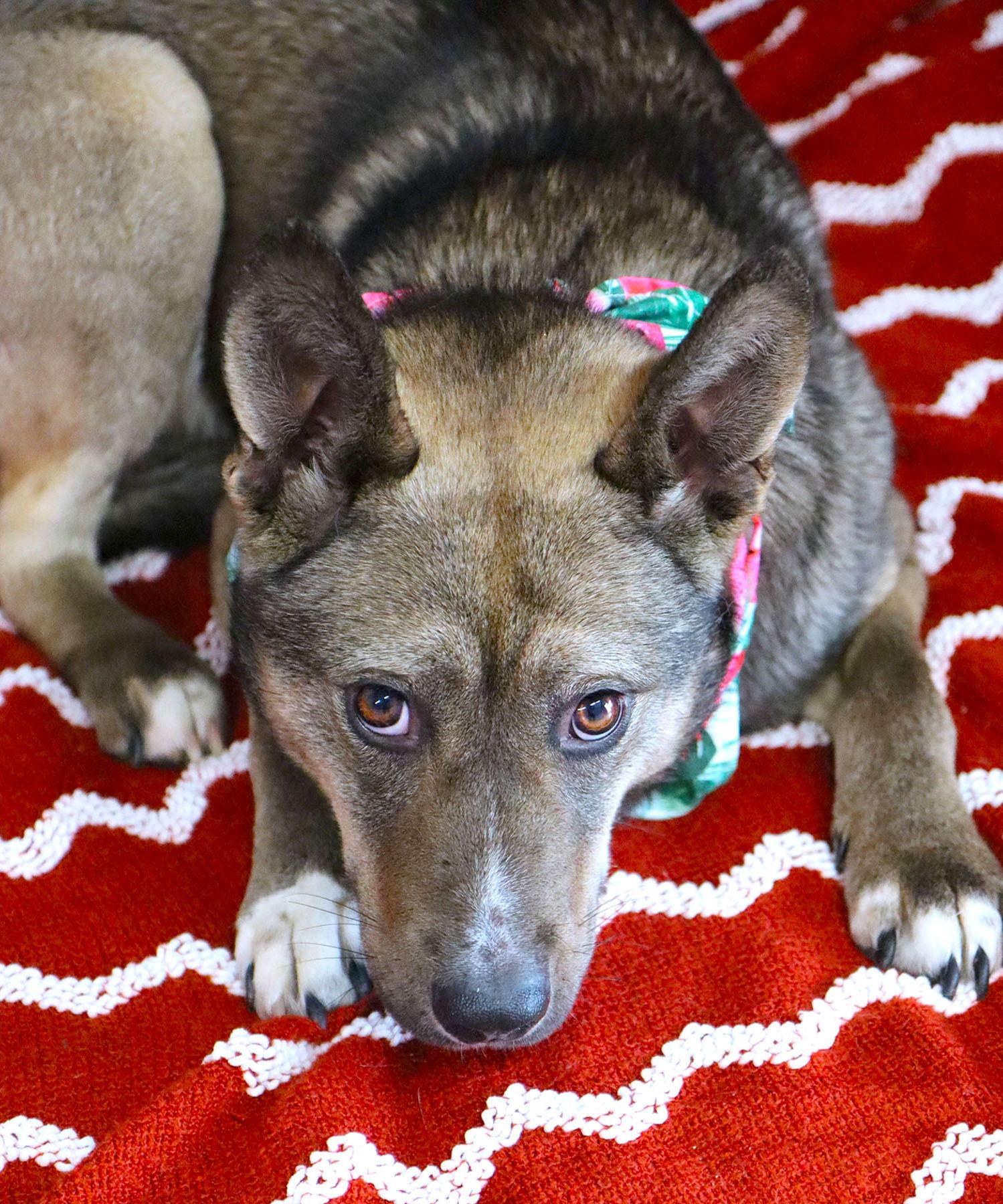 Enlarge Jessica Rabbit, a Adoptable mixed breed in Kansas City, MO image 3/3